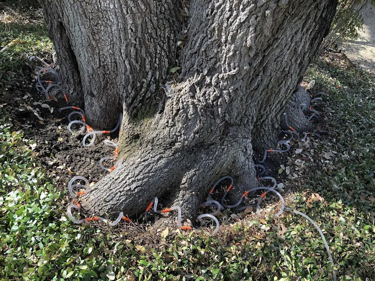 Detailed Tree Cabling and Bracing job site in Homestead