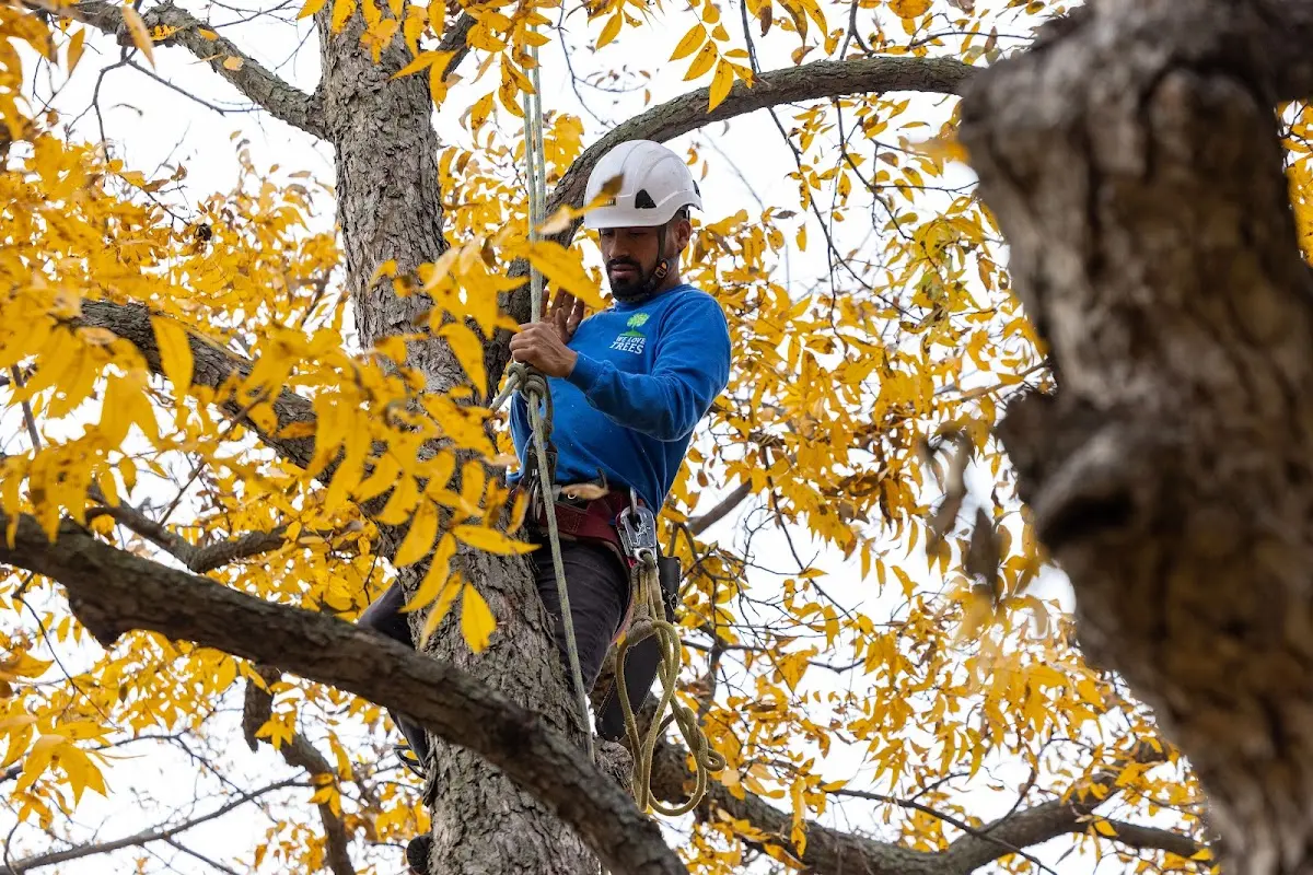 Skilled Tree Planing crew working in Homestead