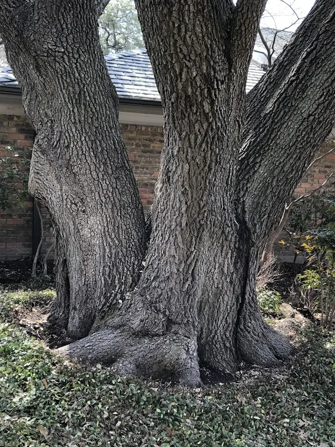 Mature heritage tree close to a Homestead property cared for by certified arborists
