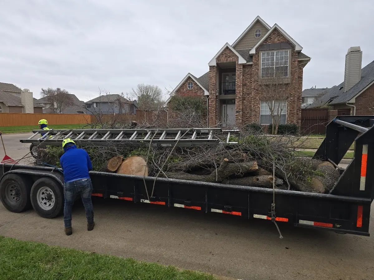 Expert Tree Removal with proper safety equipment in Homestead
